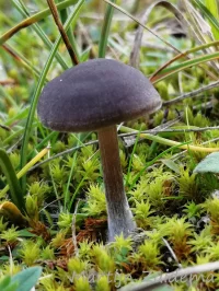 Satijnzwammen [Entolomataceae]